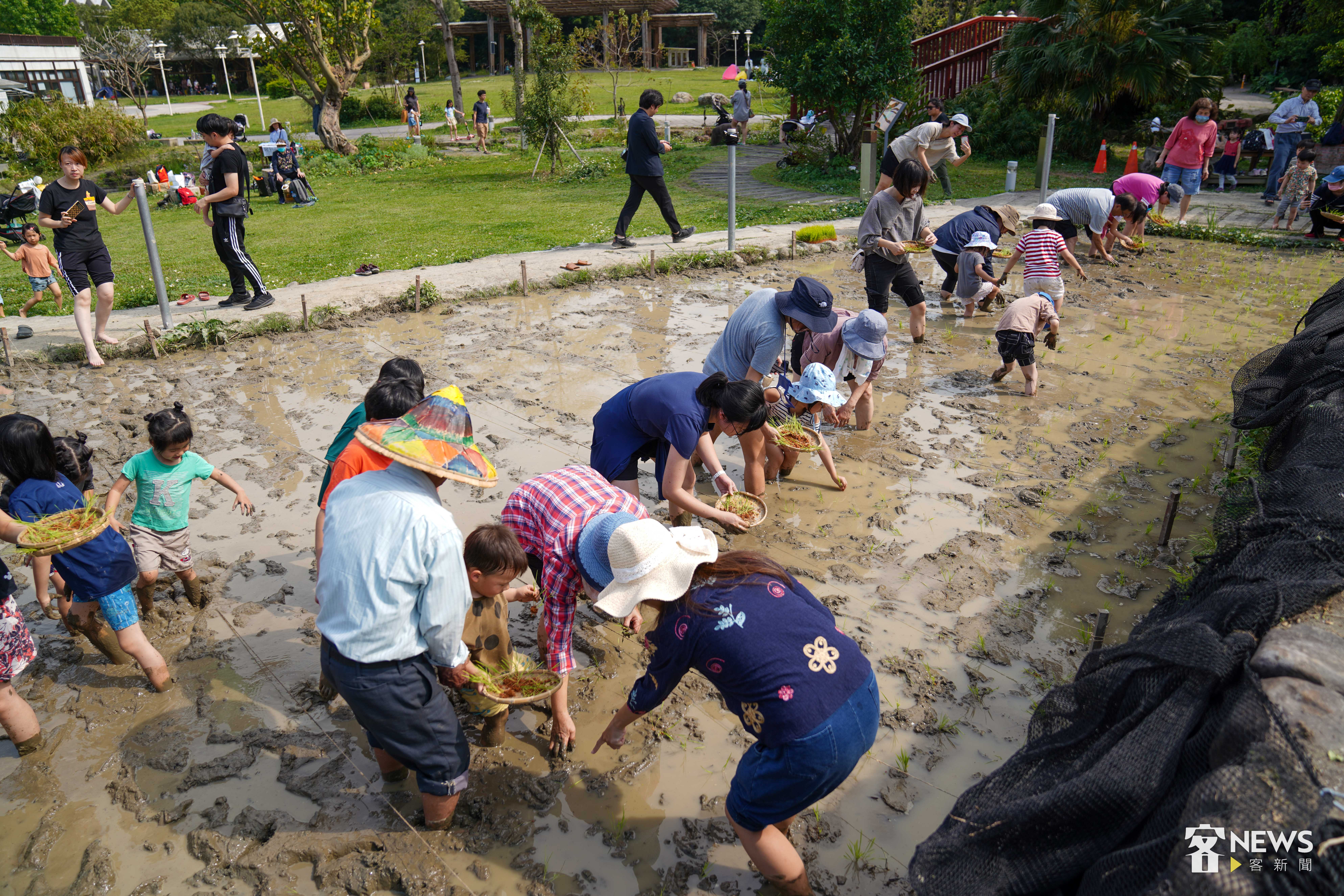 台北市客家文化主題公園中的水田，是都市難得的景觀。李台源攝