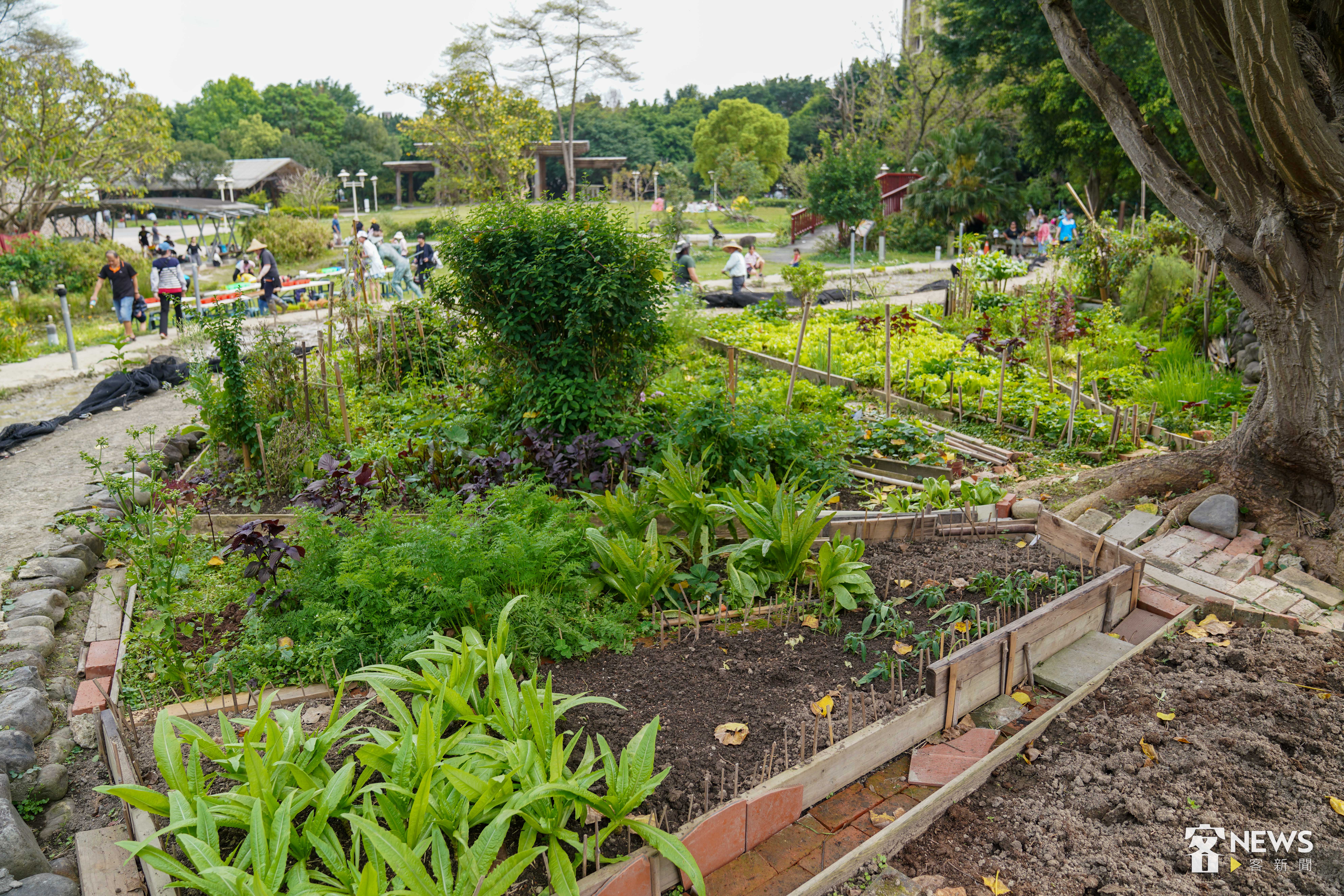 北市客家文化主題公園除了水田，也有一片農地開放民眾認養。李台源攝