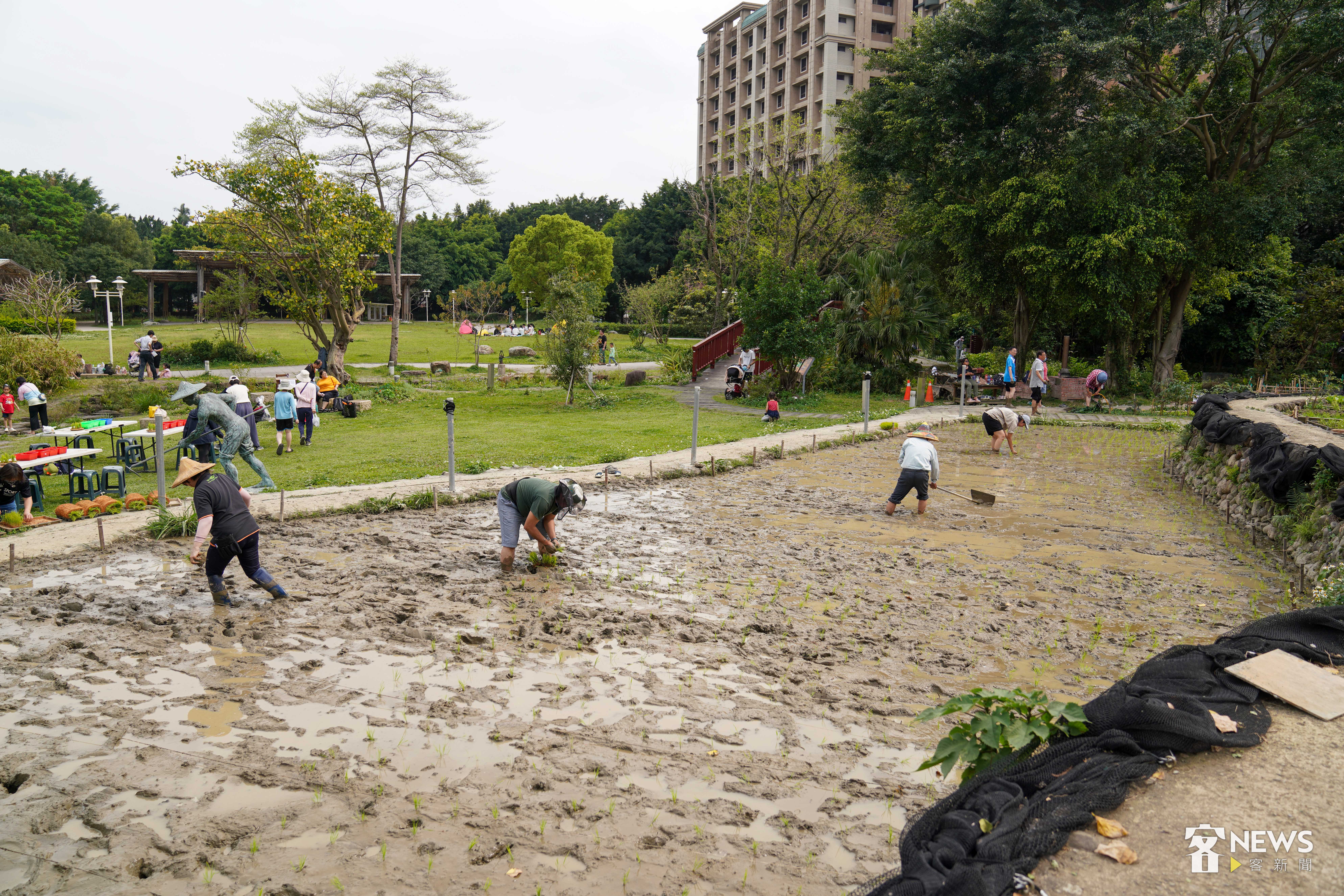 北市客家文化主題公園的這片水田，有賴社區義工的認養維護。李台源攝