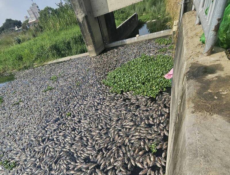 台中頭汴坑溪布滿魚屍飄惡臭　民代質疑業者排廢水