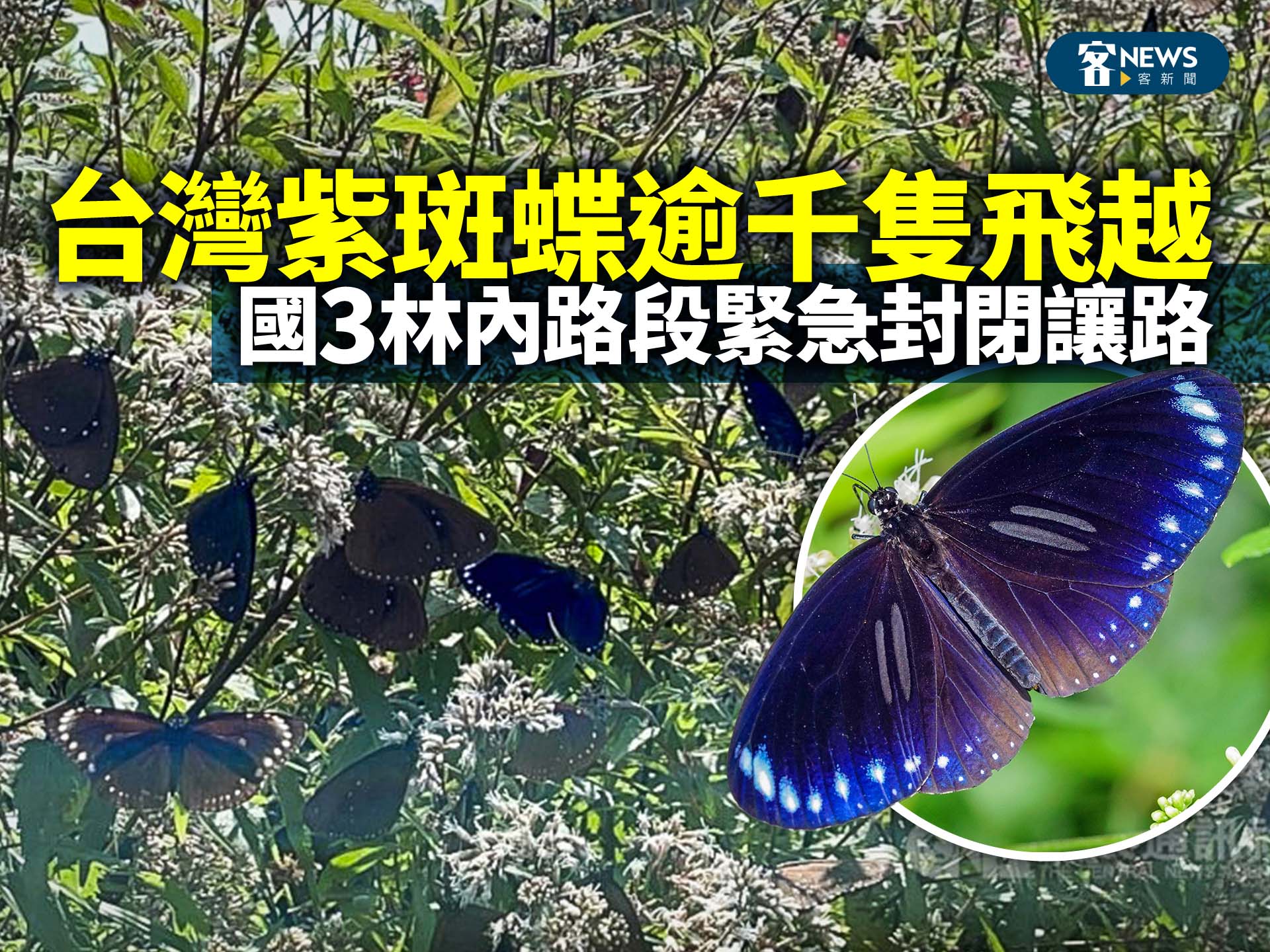 台灣紫斑蝶逾千隻飛越　國3林內路段緊急封閉讓路