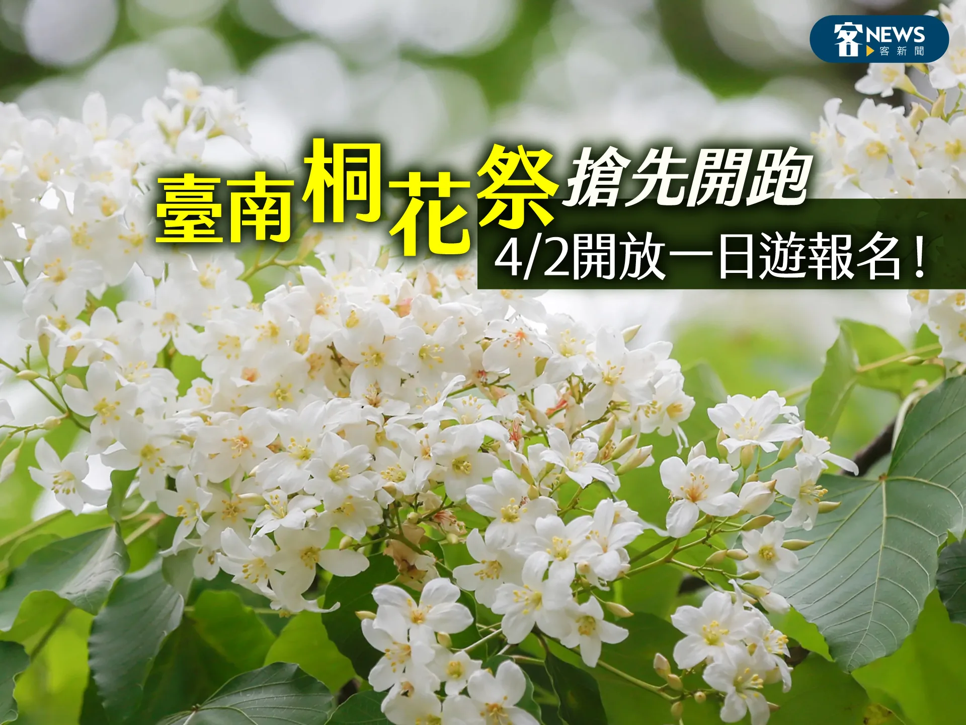 臺南桐花祭搶先開跑　開放一日遊報名