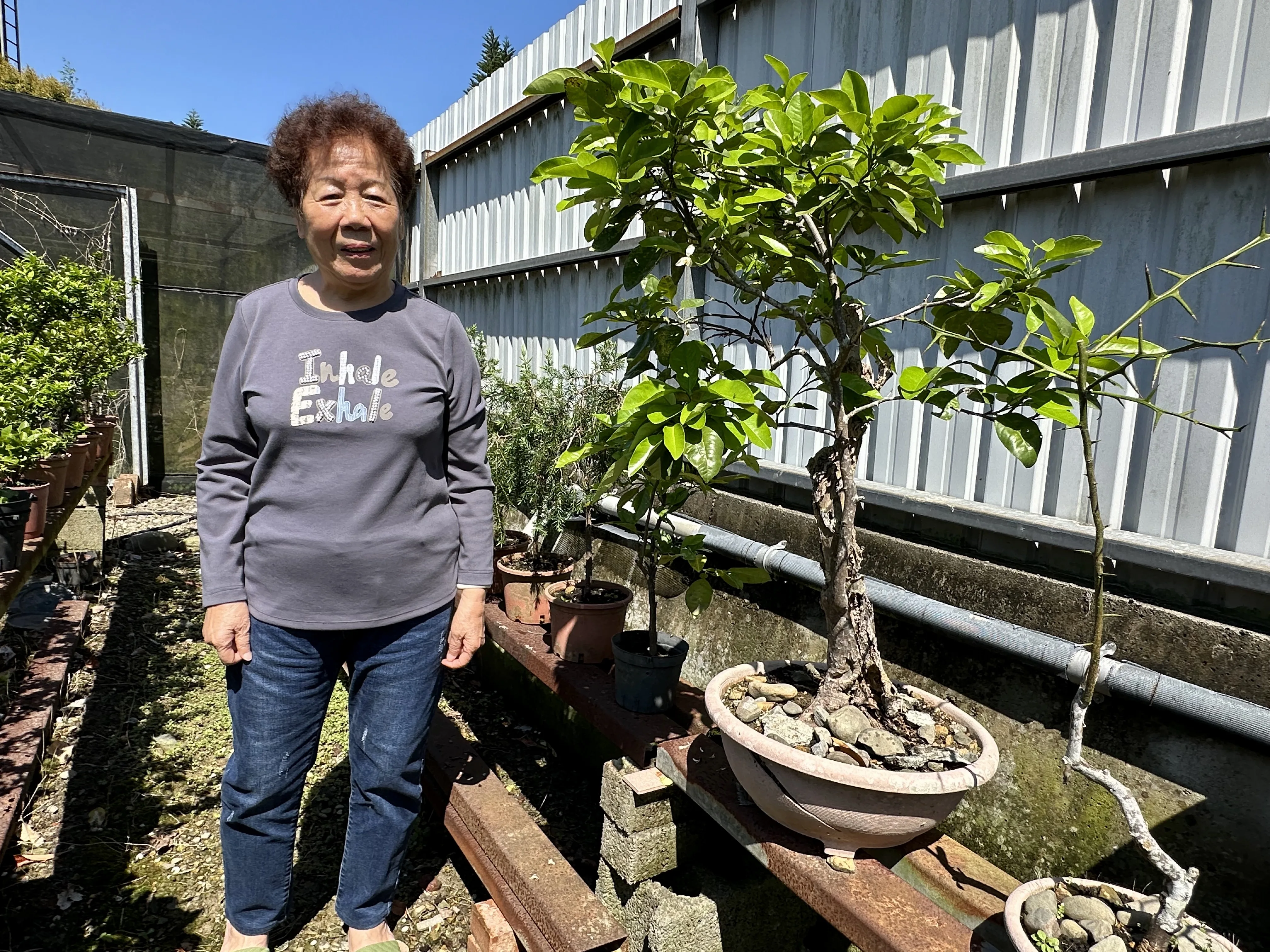 黃鳳英老師以園藝栽培方式種植的南庄橙。蕭秀琴攝