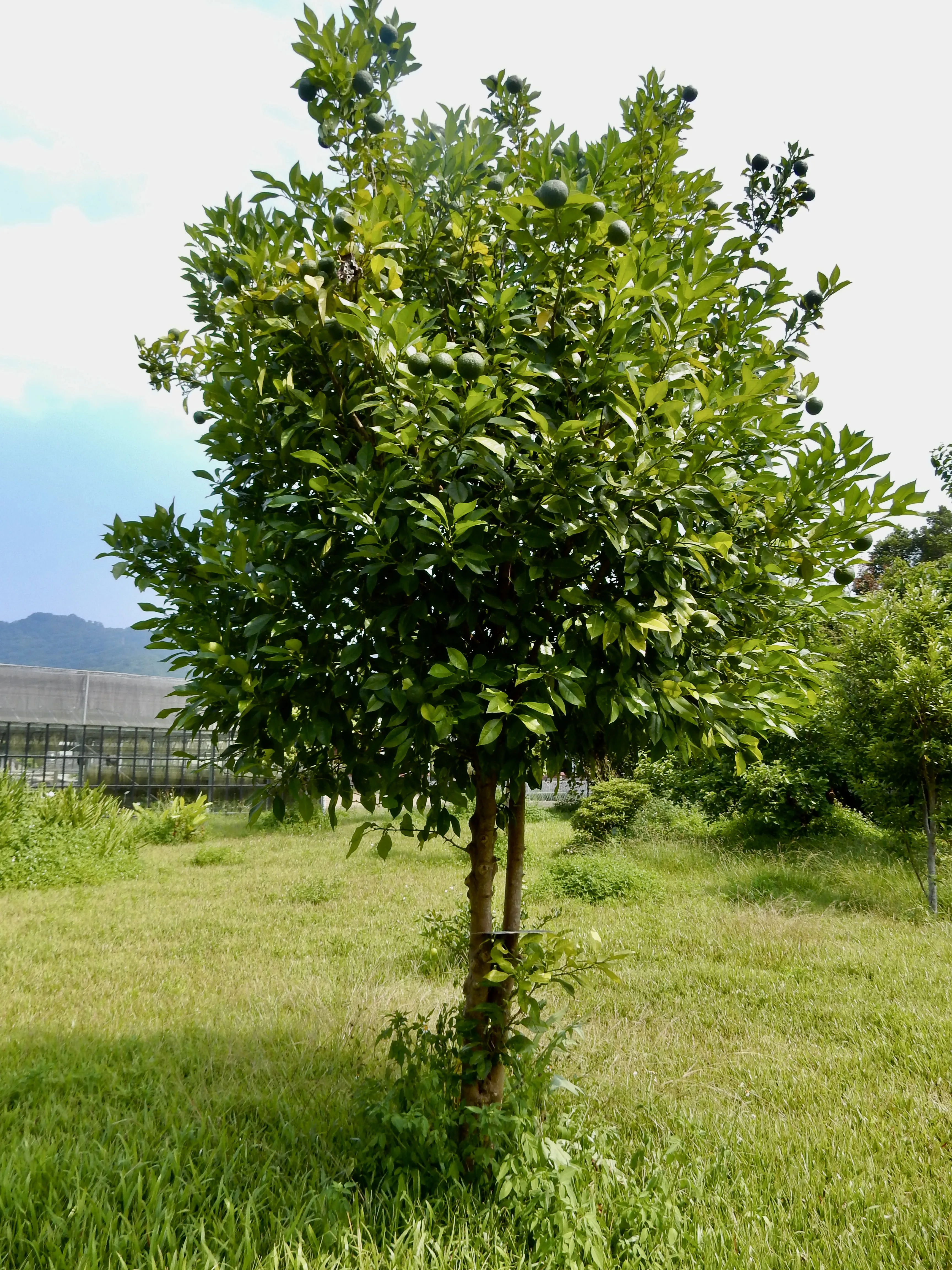 苗栗農改場大湖天敵繁殖工作站研究員陳運造在2004年前後種植的母株已經死亡。彭宏源提供