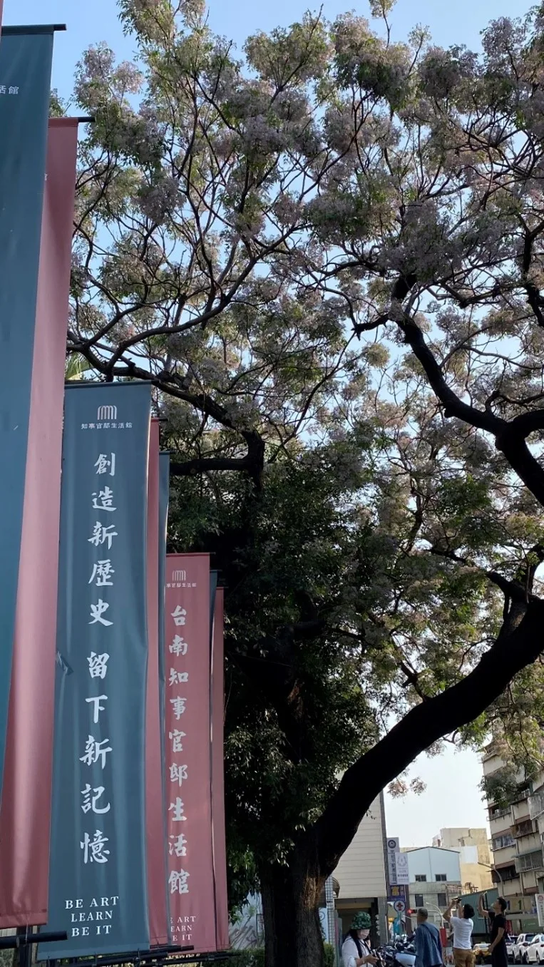 臺南市臺南知事官邸前个百年苦楝。李秀琴攝