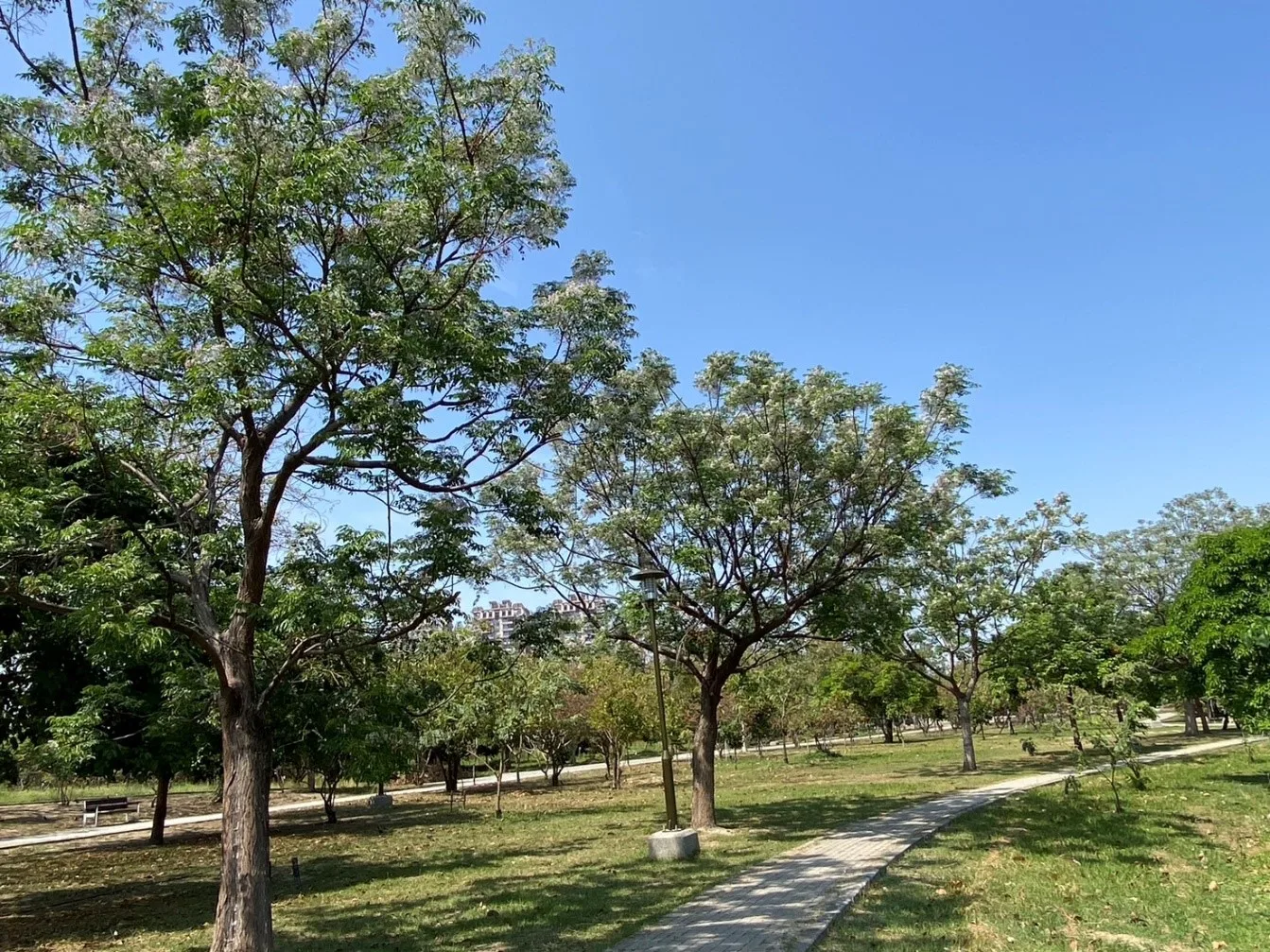 臺南市巴克禮櫻花公園種了一排苦楝。李秀琴攝