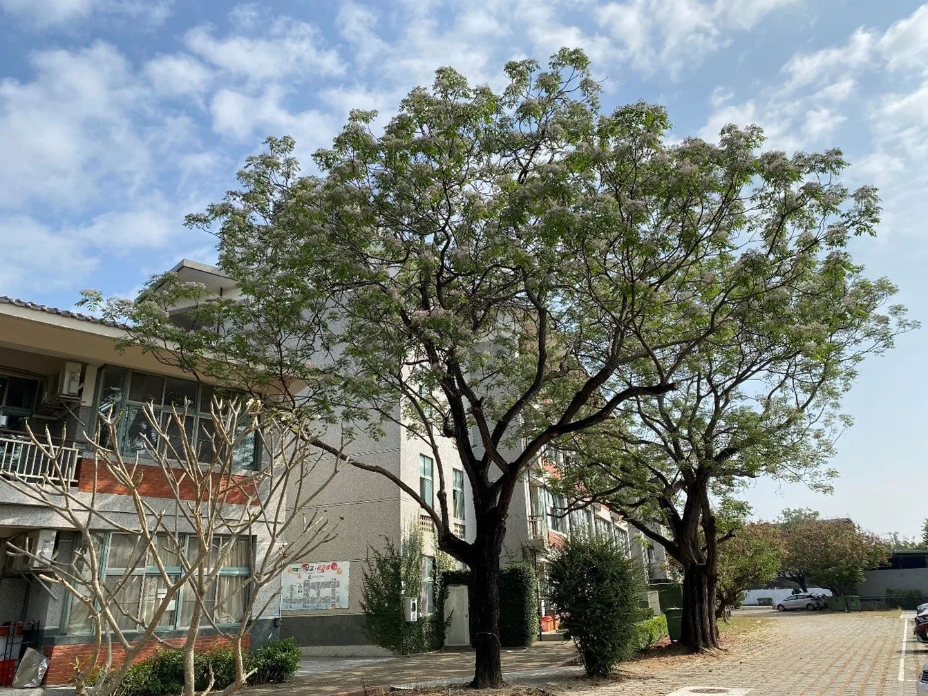 臺南市歸仁區沙崙國中建校時，就規劃用臺灣原生種做校樹，故所校園肚種有盡多臺灣欒樹同苦楝。李秀琴攝