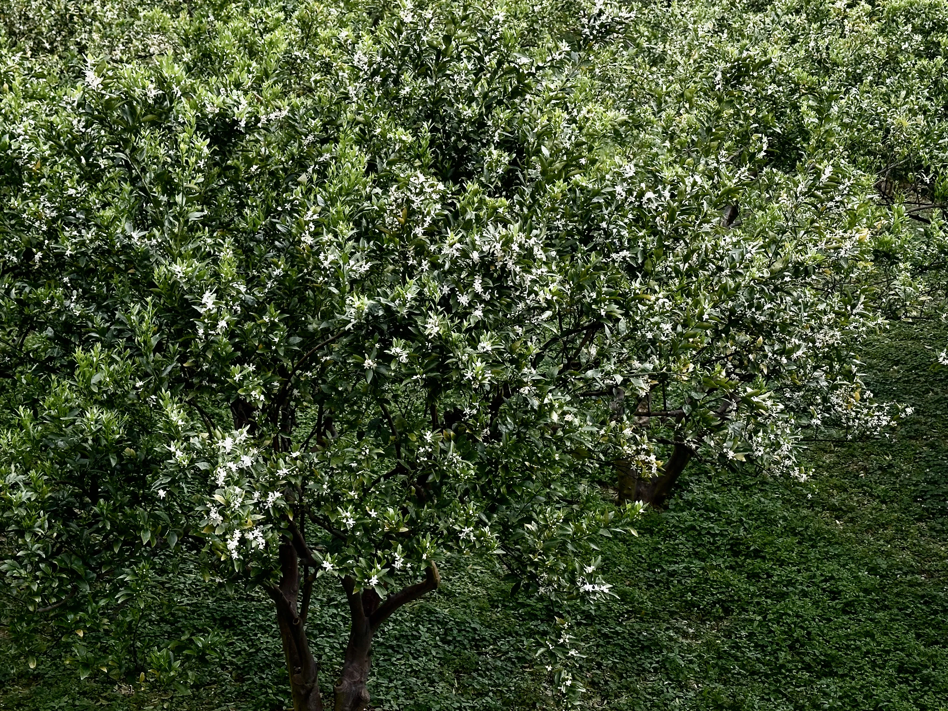滿園初綻橙花如夢幻般的氣泡漂浮。蕭秀琴攝