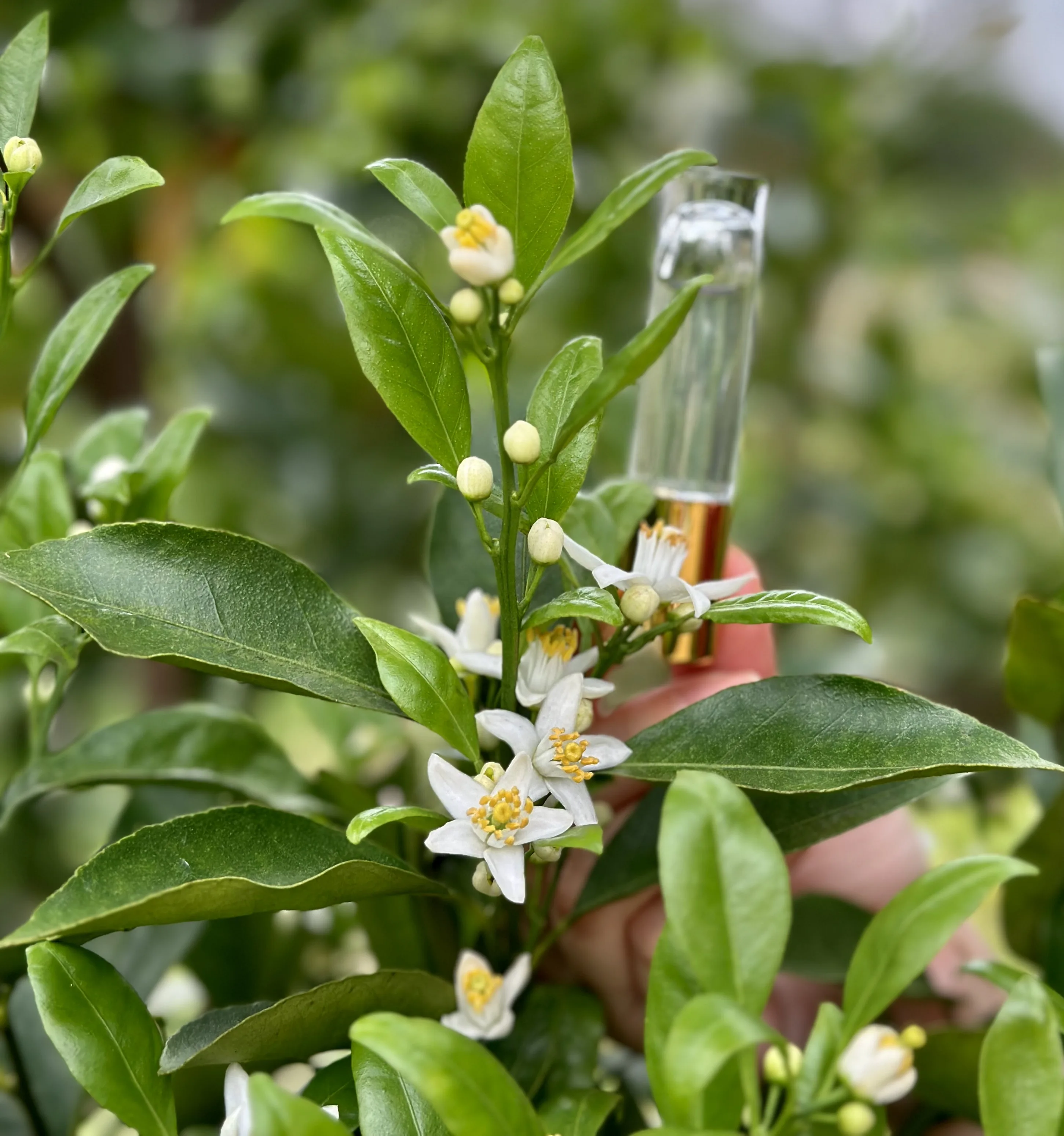 橙花萃取的橙花露。蕭秀琴攝