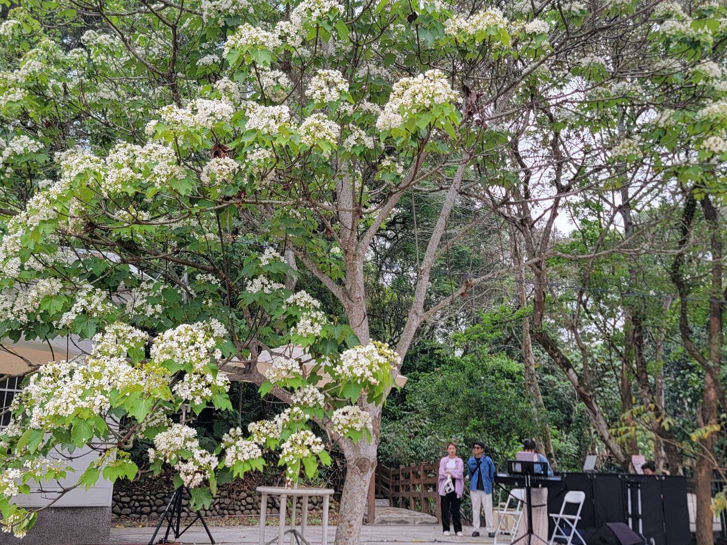 雲林桐花祭，將於本週末在古坑荷苞山浪漫登場。雲林縣政府提供
