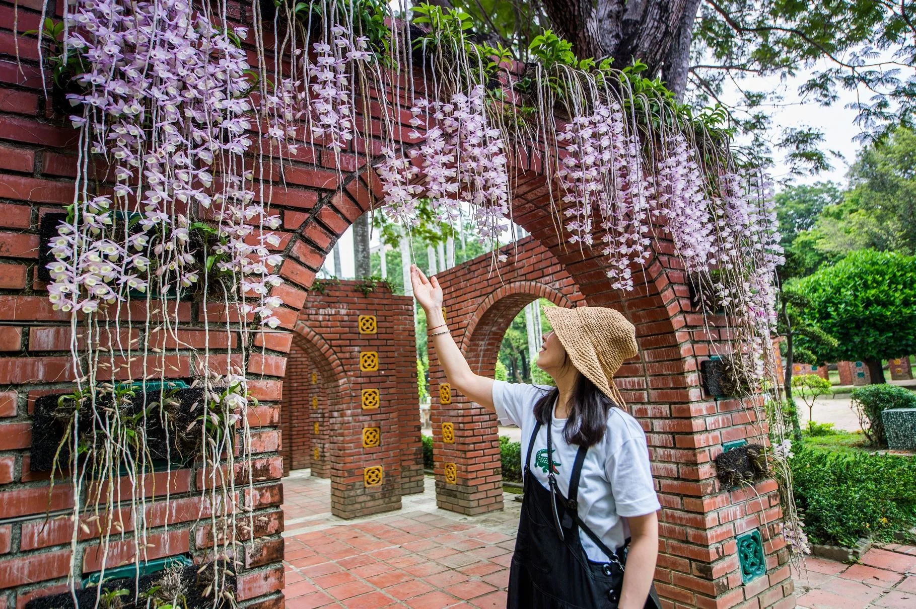 嘉義公園石斛蘭綻放，如粉紅花瀑自樹梢、磚牆邊傾瀉而下，相當浪漫。嘉義市政府提供