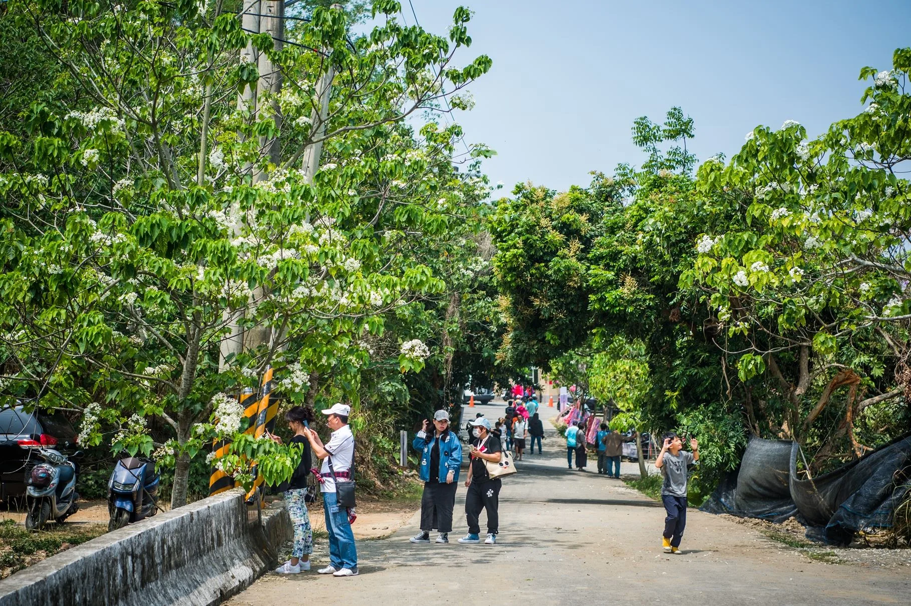 嘉義公園裡，綻放的桐花樹，喜引許多遊客拍照。嘉義市政府提供