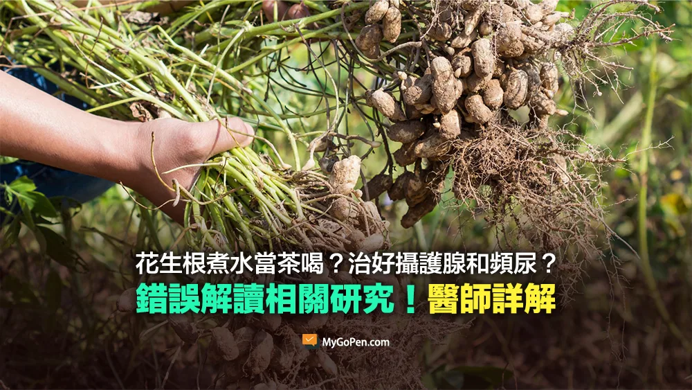 【誤導】花生根煮水治療攝護腺肥大、頻尿？錯誤解讀相關研究！醫師詳解