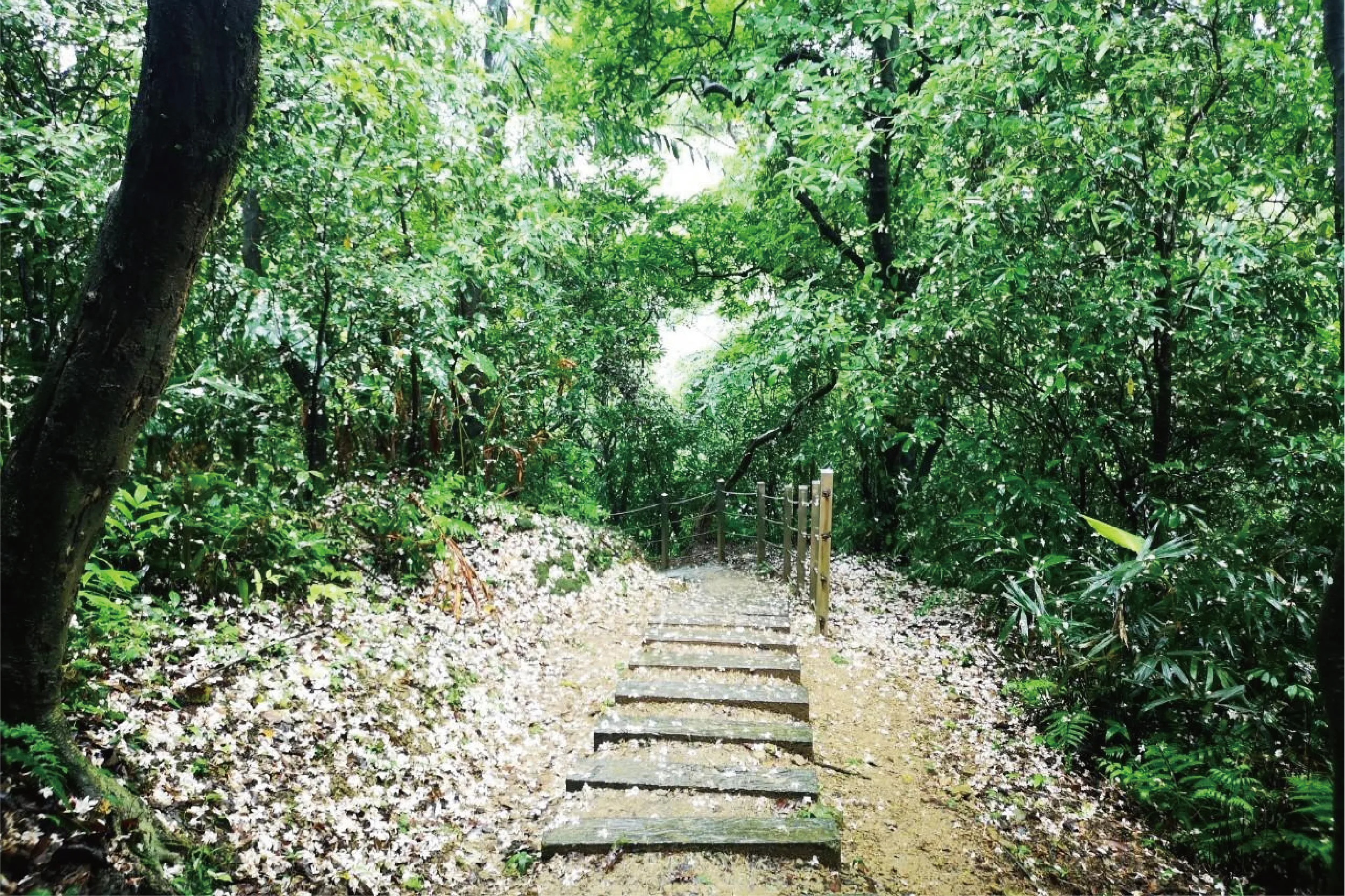 瑞芳山林步道近四腳亭砲臺遺址。新北市客家局提供