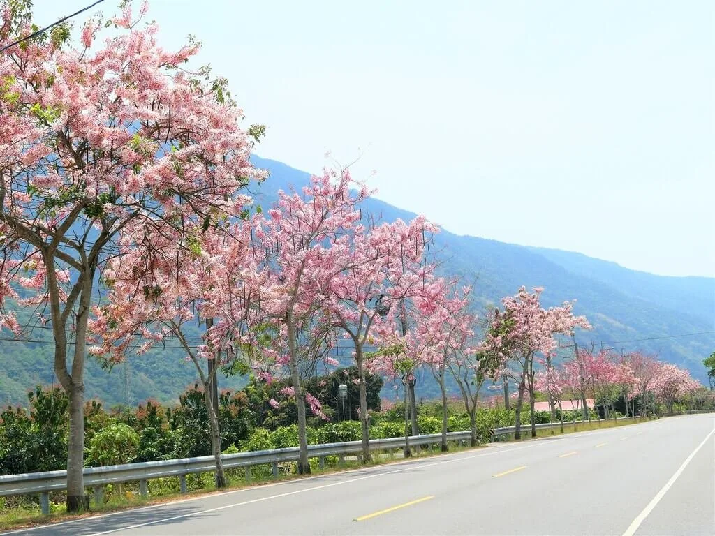 自行車路線認證活動至4月底　茂管處邀騎車、賞花
