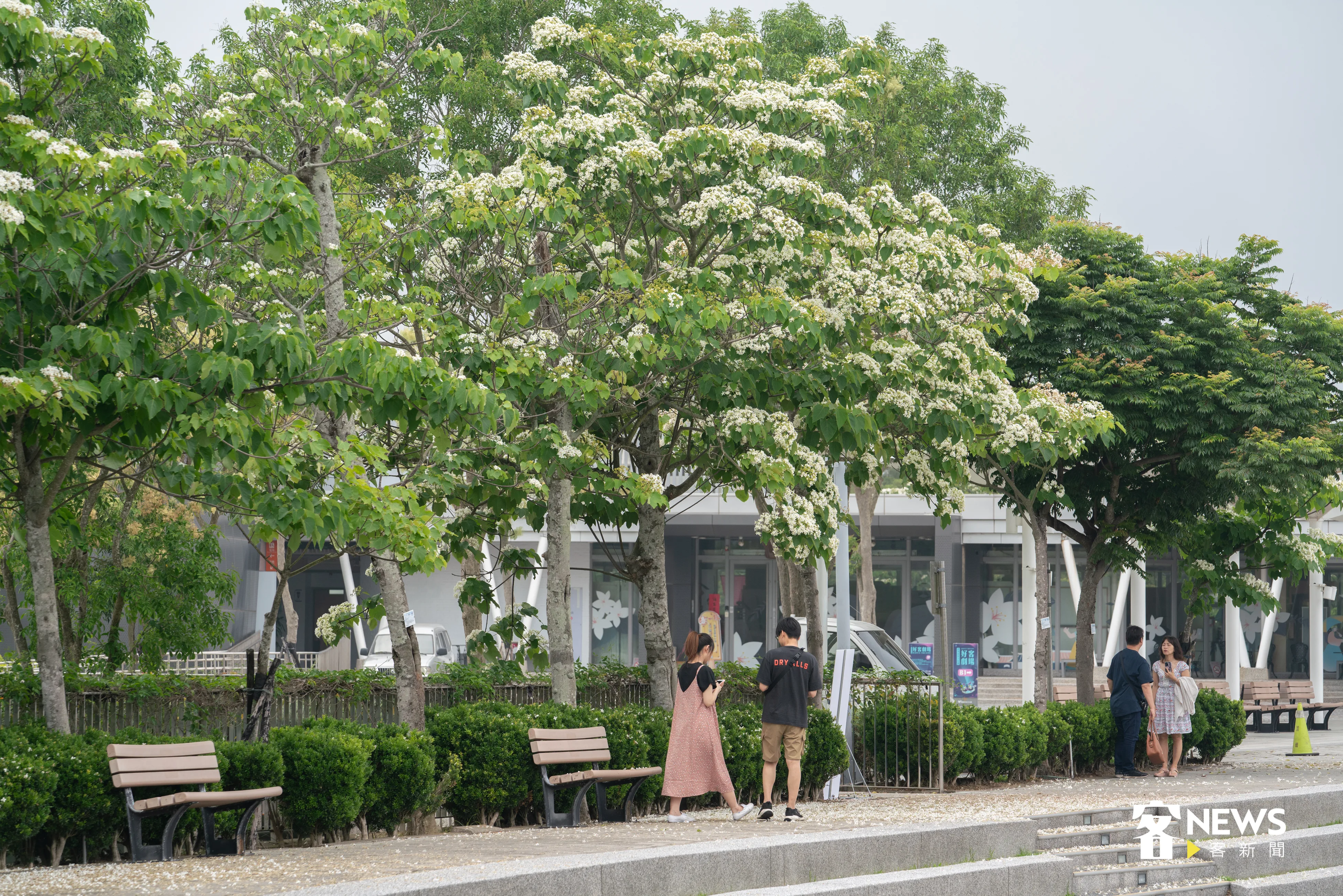 苗栗台灣客家文化館周邊桐花盛開,吸引遊客前來拍照欣賞。洪俊傑攝