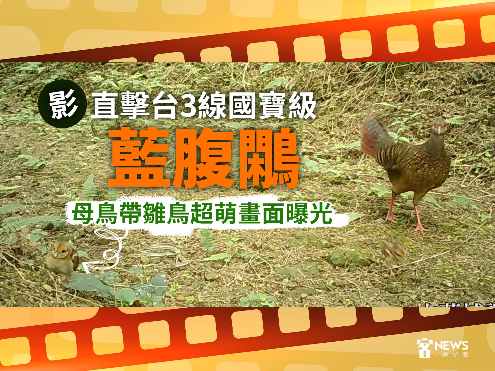 影／直擊台3線國寶級「藍腹鷴」　母鳥帶雛鳥超萌畫面曝光