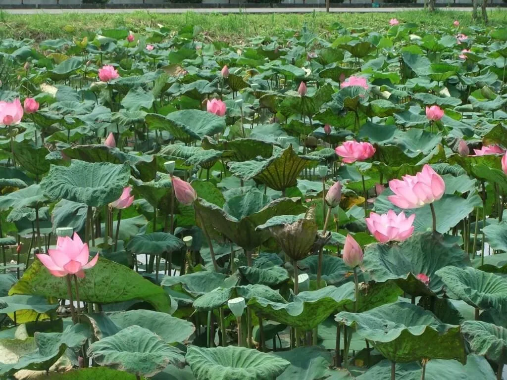 夏天腳步近了　新北市新月橋下人工濕地荷花開