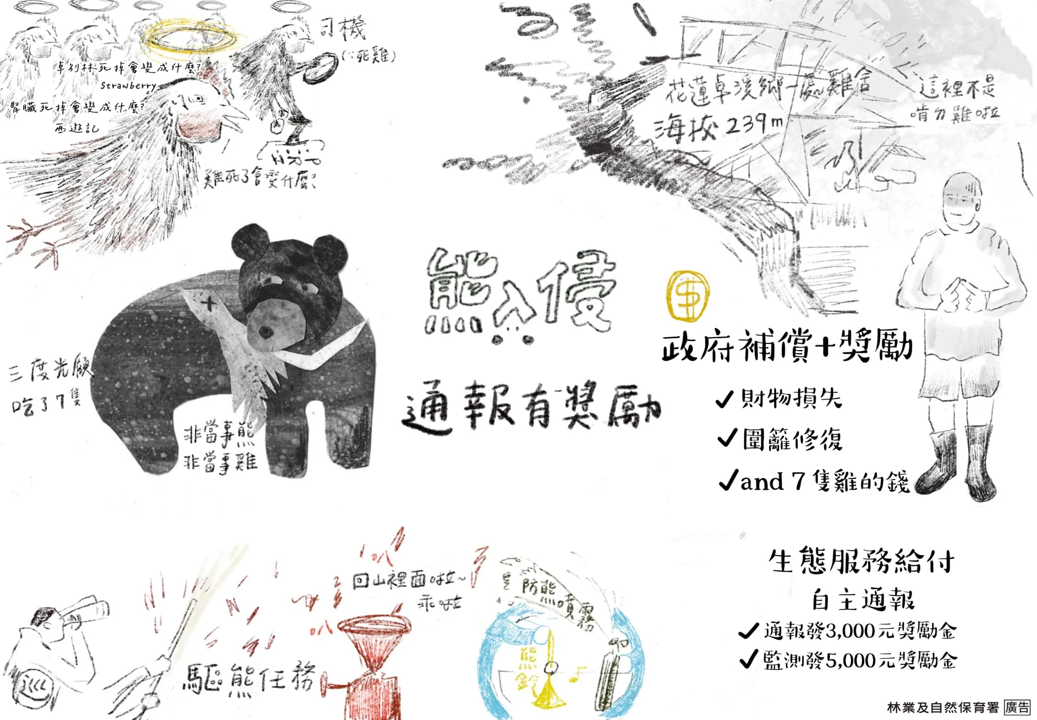 黑熊闖雞舍吃9隻雞　林保署買單賠償台東通報農民