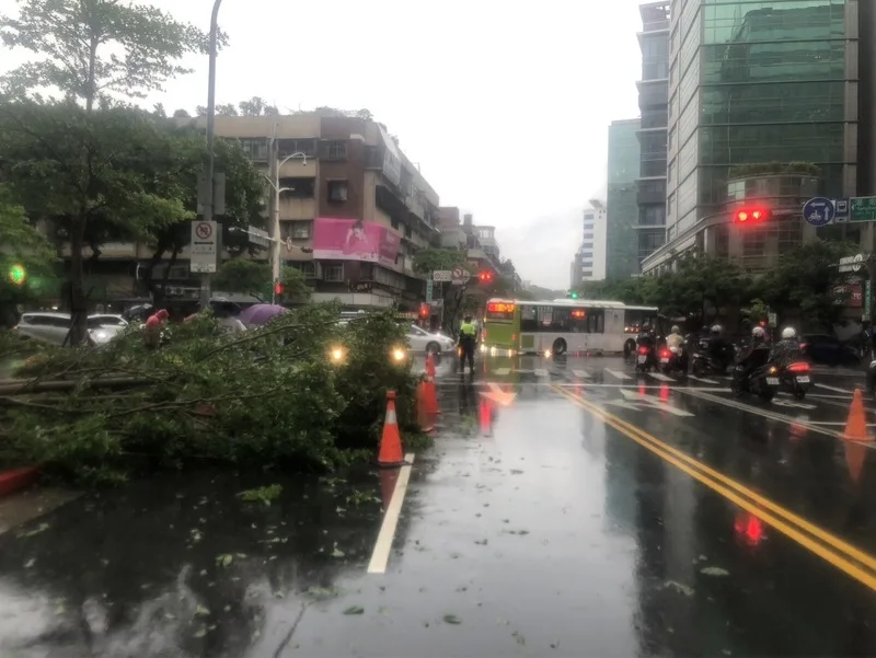防路樹倒塌　北市府推光學雷達監測5月試辦