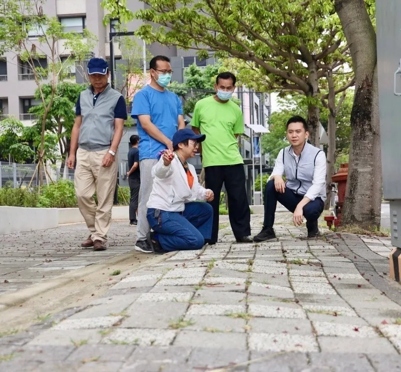 掌葉蘋婆花期異味擾民　竹北市將修枝及加強清掃