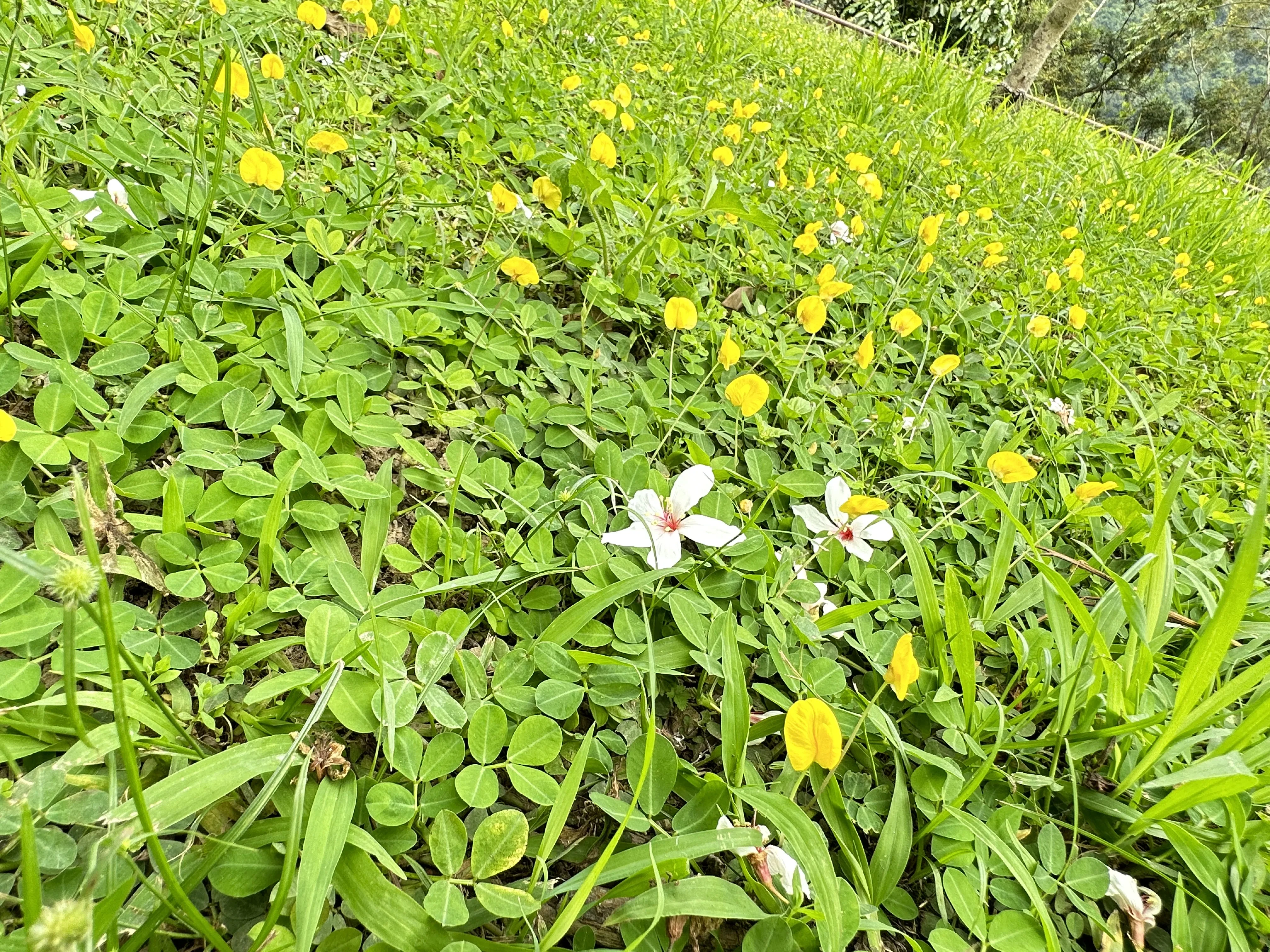 桃竹苗的油桐花多為千年桐，花多雌雄異株，賞花看到的多為雄花，因為雄花蕊散放花粉後，花瓣基部會慢慢轉成紅色並且整朵掉落，讓人親近撿拾。蕭秀琴提供
