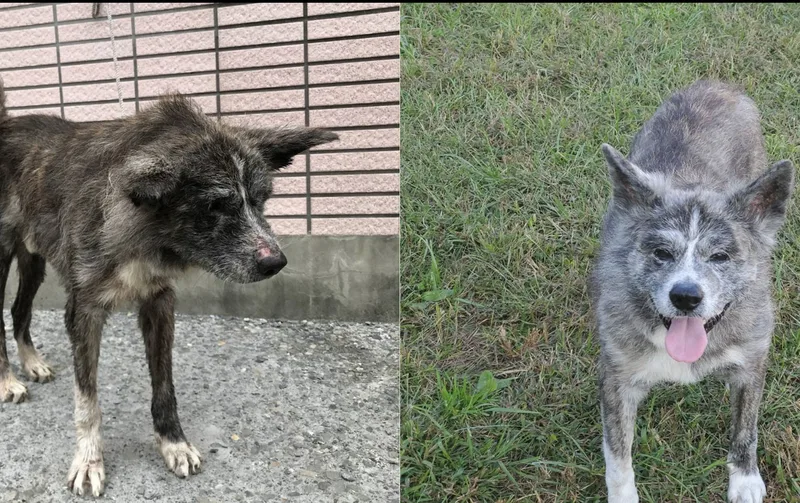 秋田犬肉包獲救援前後。中央社