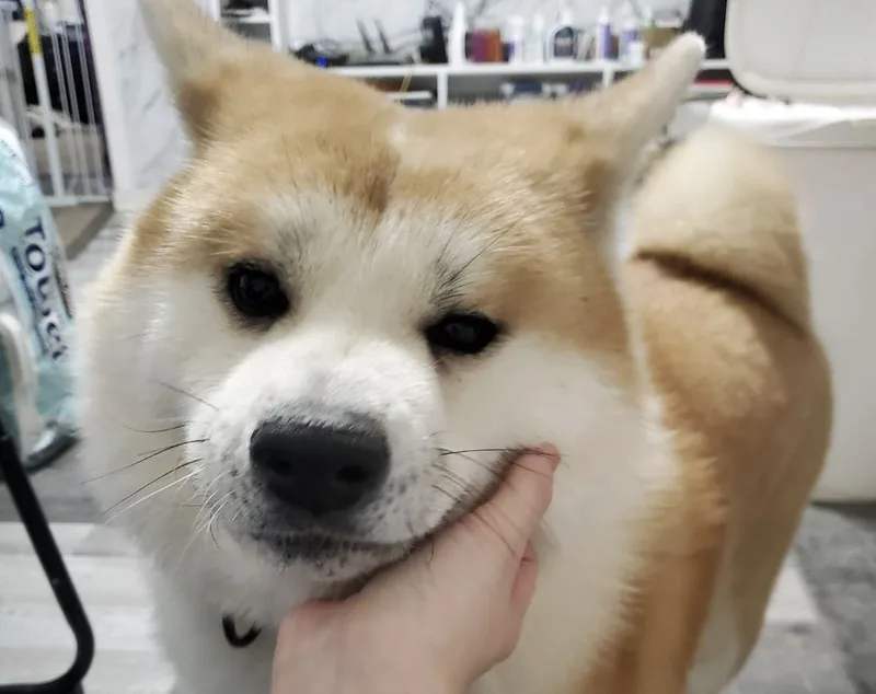 李逸潔收養的秋田犬豆豆。中央社