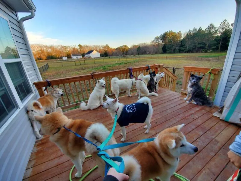 美籍臺灣護理師李逸潔跨海認養秋田犬。高峰時期，家裡一共有21隻。中央社