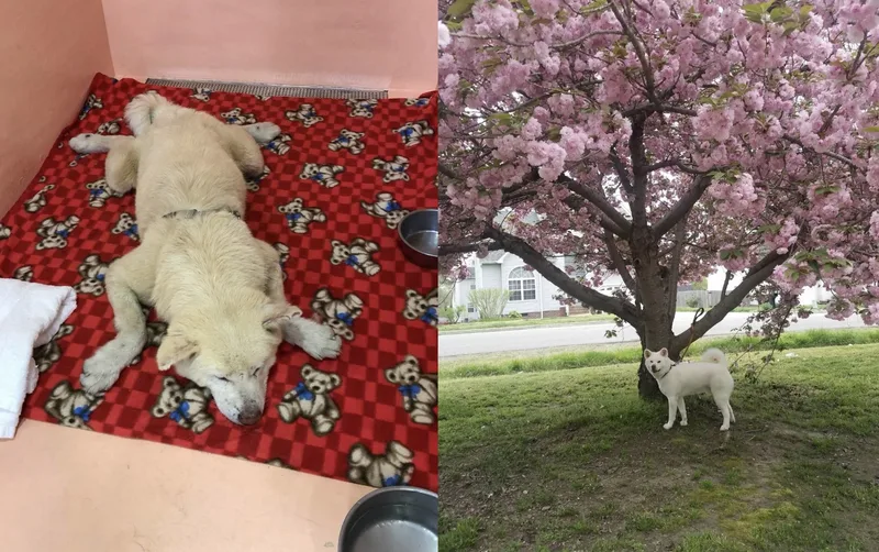 圖為秋田犬飛飛獲救前後。中央社