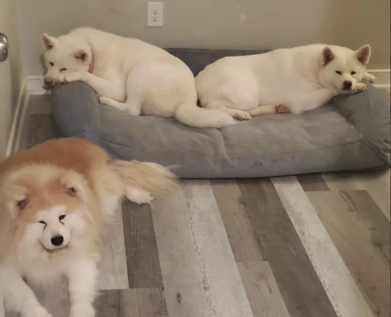 圖為從繁殖場救出的3隻秋田犬。中央社