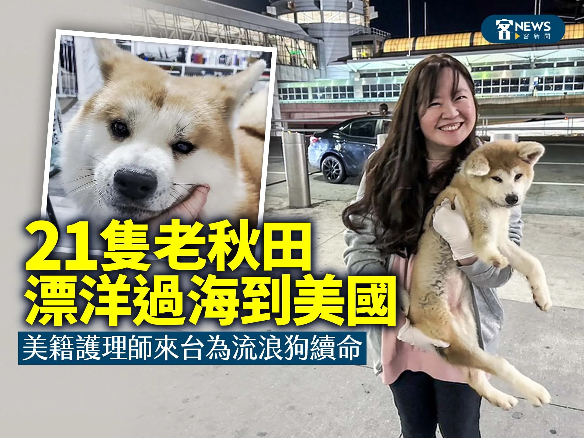 21隻老秋田漂洋過海到美國　美籍護理師來台為流浪狗續命