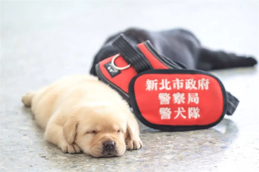 「NPA署長室」過去曾貼出拉布拉多警犬福星幼時萌照，讓許多人都被圈粉，人氣還一度紅到國外去。警犬福星粉絲團提供