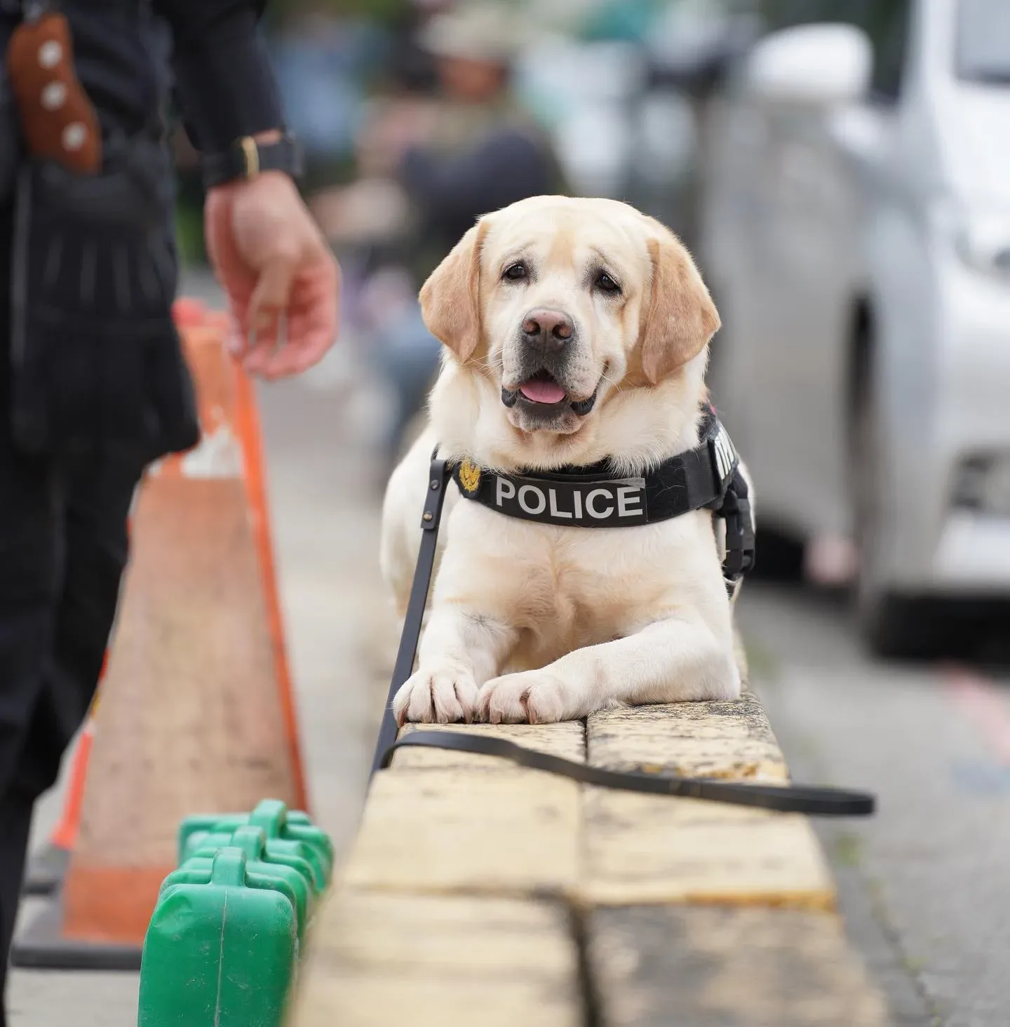 7歲的警犬福星年齡，已達退休年齡，圖為福星值勤中的樣貌。取自警犬福星臉書