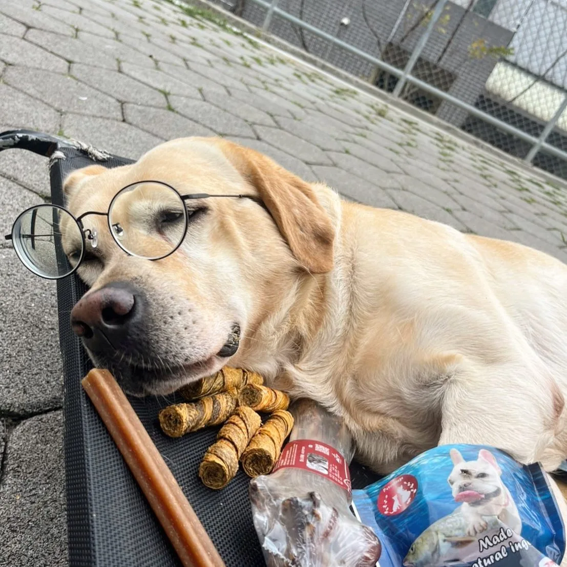 警犬福星休息睡覺的模樣，被警犬隊拍下來，吸引相當多網友觀看。取自警犬福星臉書