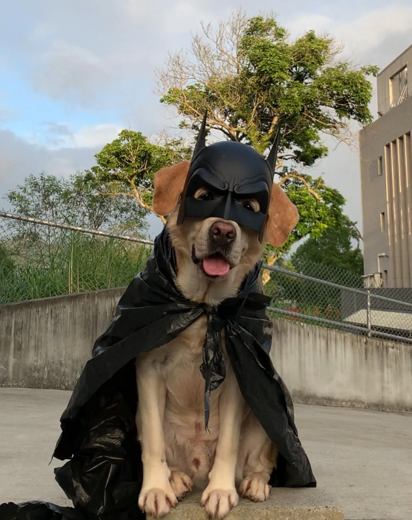 警犬隊也會配合活動節日裝扮，圖為蝙蝠俠。取自警犬福星臉書