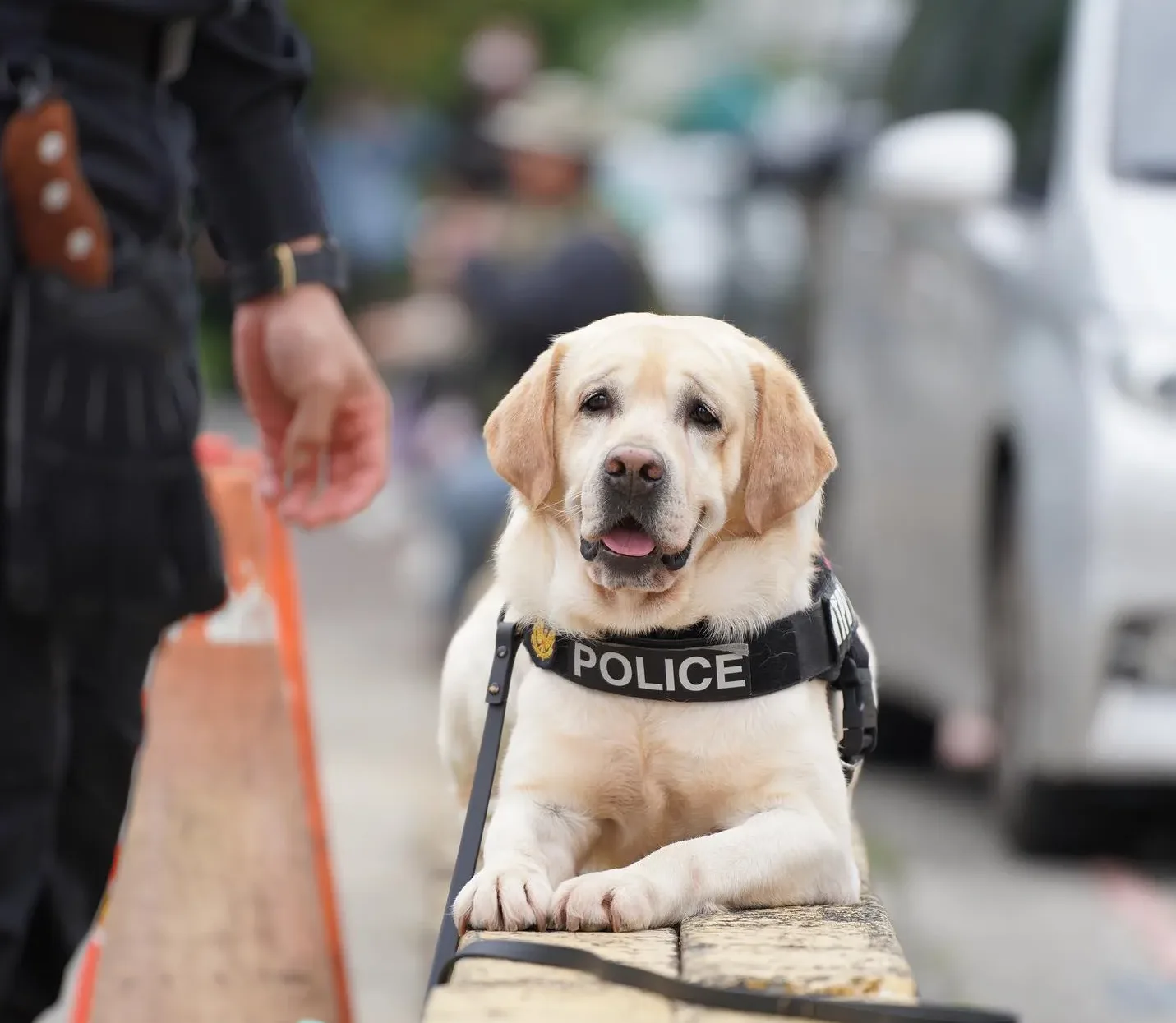 可愛警犬「福星」7歲將退休　曾是全台唯一血跡偵蒐犬　