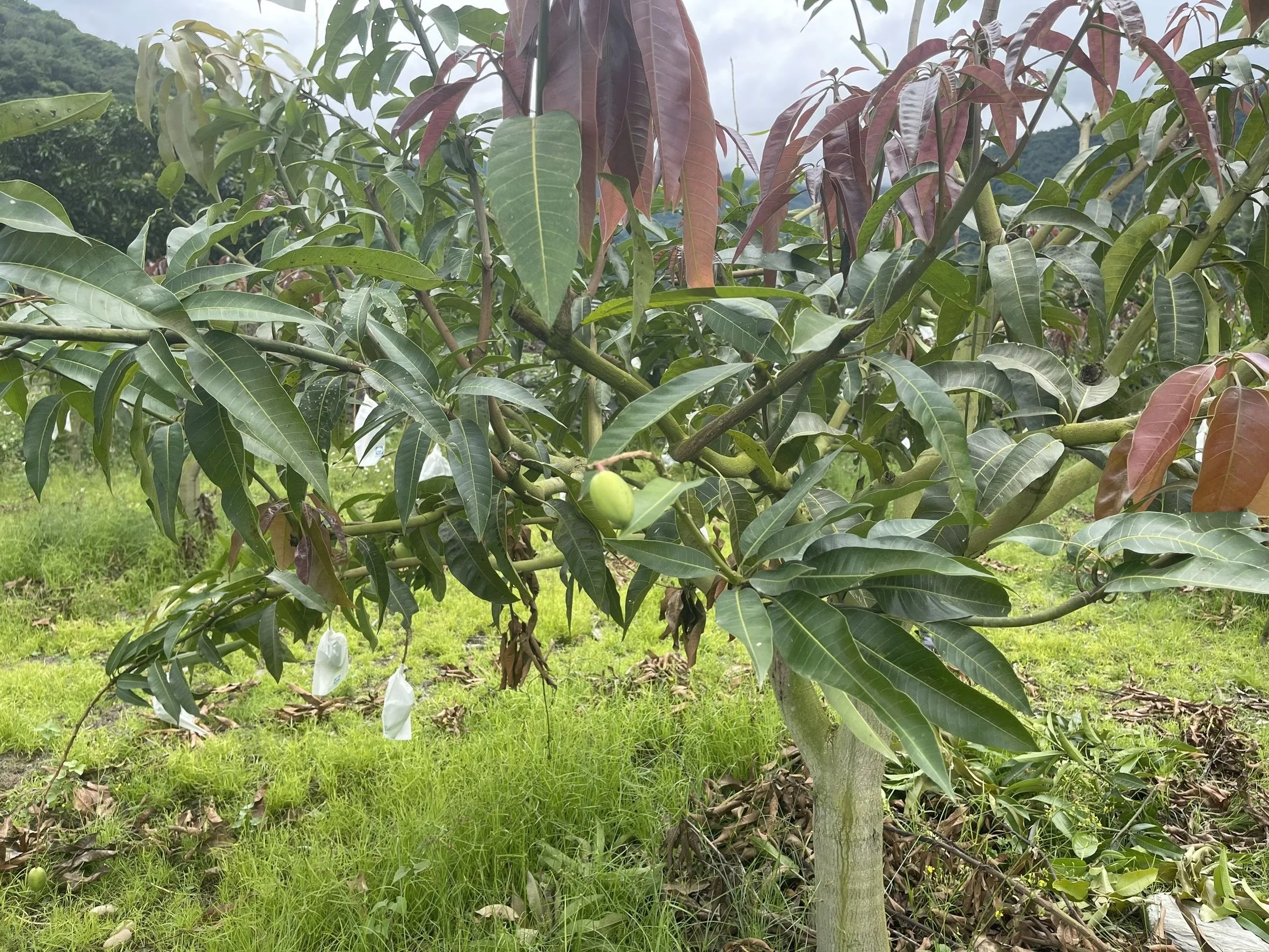 受到3月份低溫影響，花蓮玉里鎮、卓溪鄉改良種芒果有開花數少、不著果、果實畸形或空包彈情形。花蓮縣政府提供