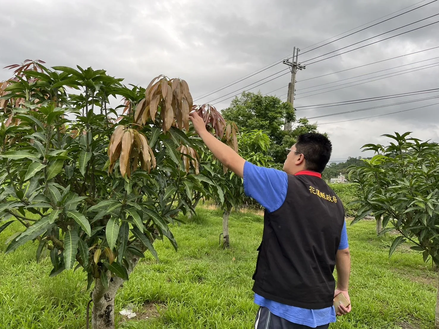 花蓮芒果低溫災損　農業處現金救助每公頃10萬元