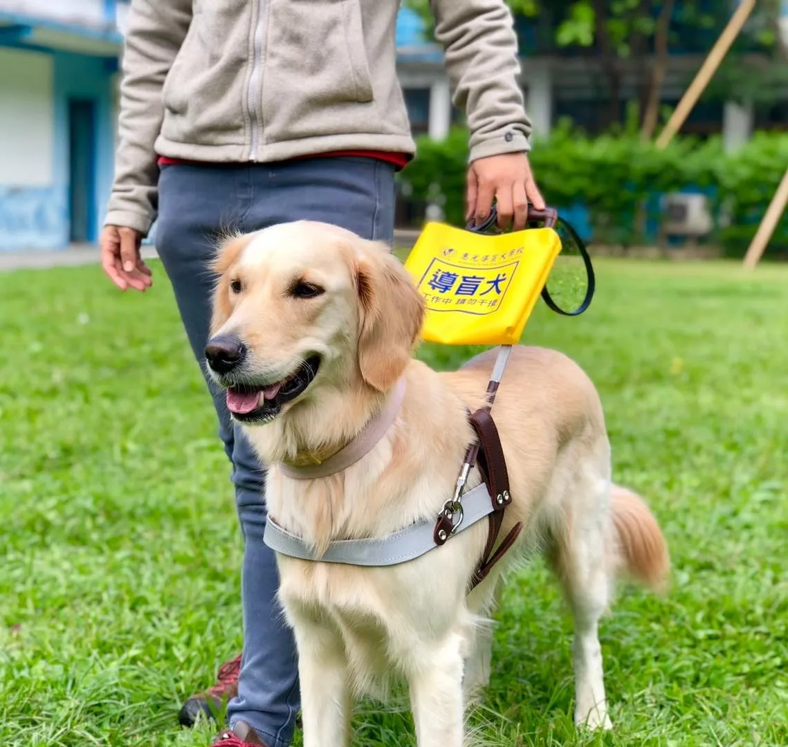 導盲犬如視障者的雙眼，是協助視障者行動的工作犬，並非一般寵物。取自惠光導盲犬學校粉專