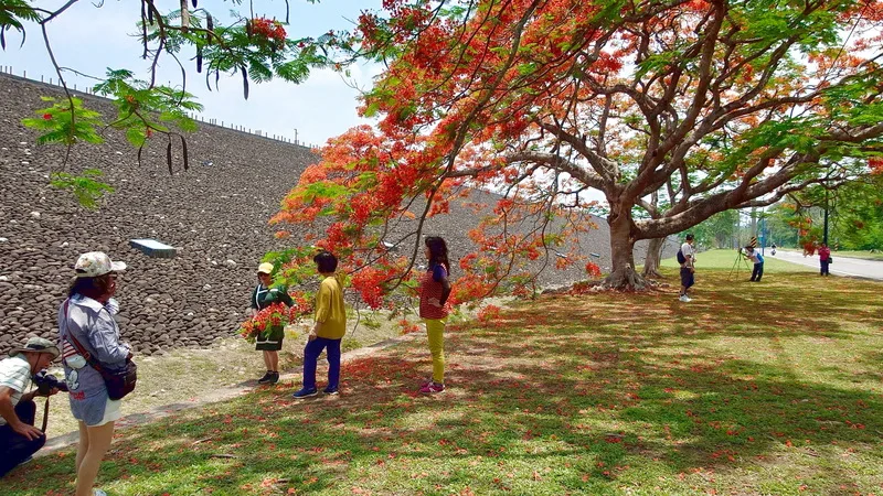 接近夏天嘉義的鳳凰花逐漸綻放，仁義潭大霸下方有著一整排高大的鳳凰木，吸引民眾拍照取景。中央社