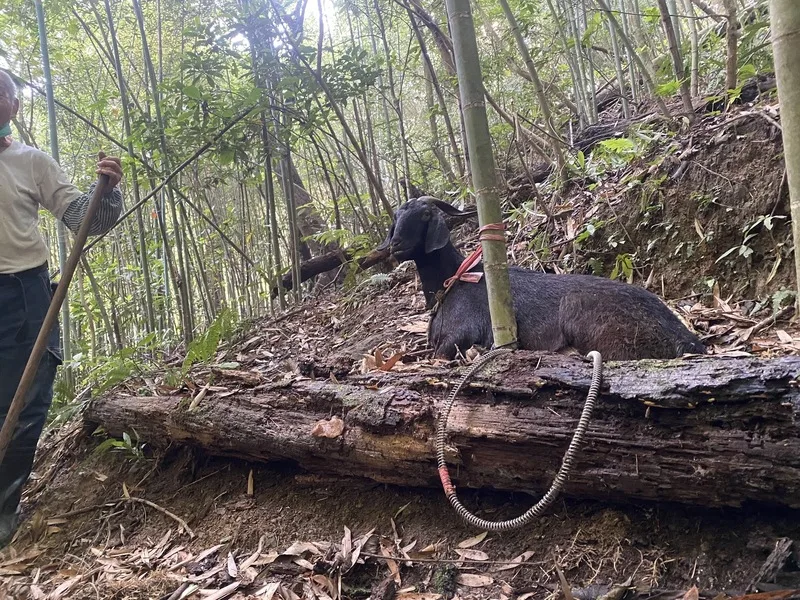 獅潭羊隻誤闖私人竹林受困　警民合力救助所幸無傷