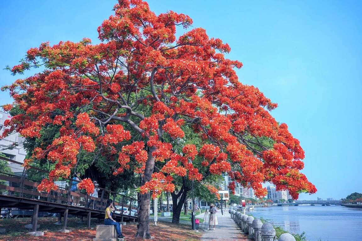 高雄愛河鳳凰花熱情綻放　520浪漫遊港都