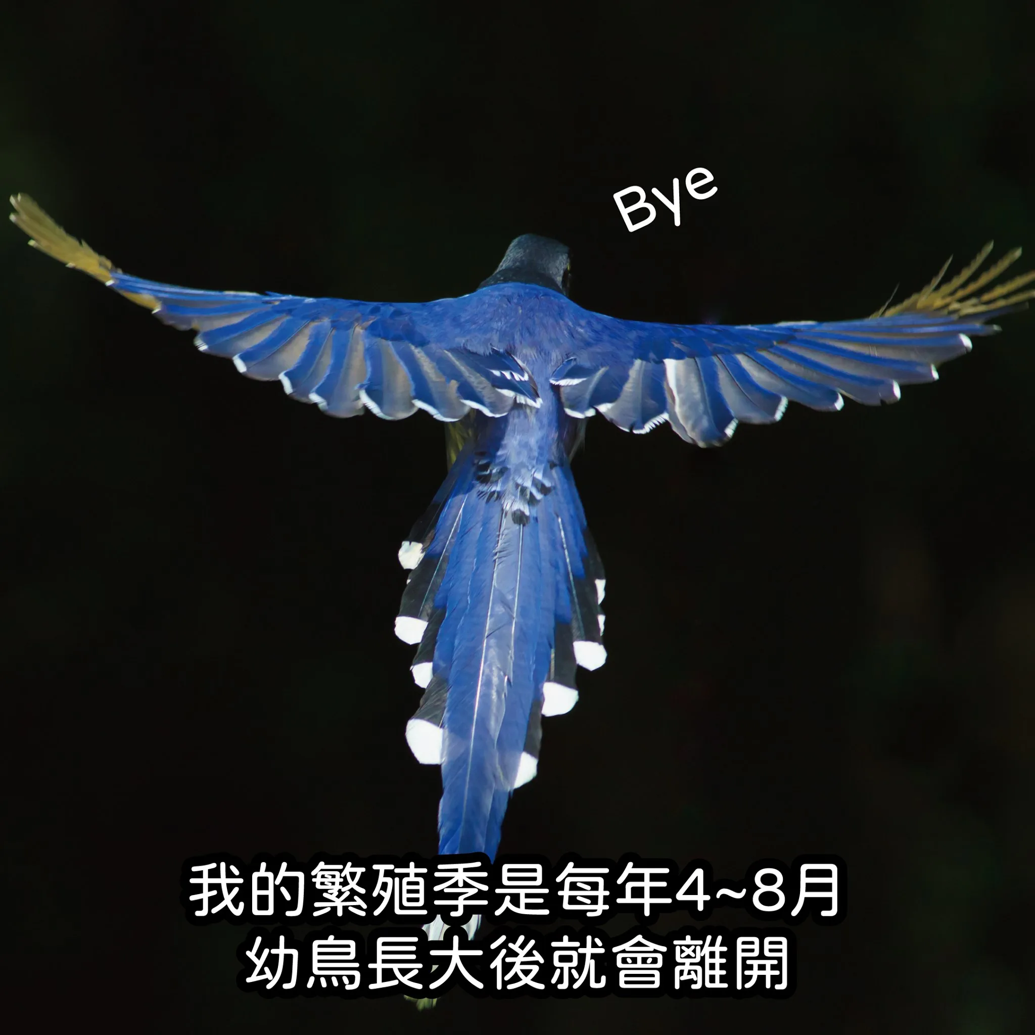 4月到8月是台灣藍鵲繁殖期,育雛工作結束,台灣藍鵲就會成群離去。翻攝自農業部粉專