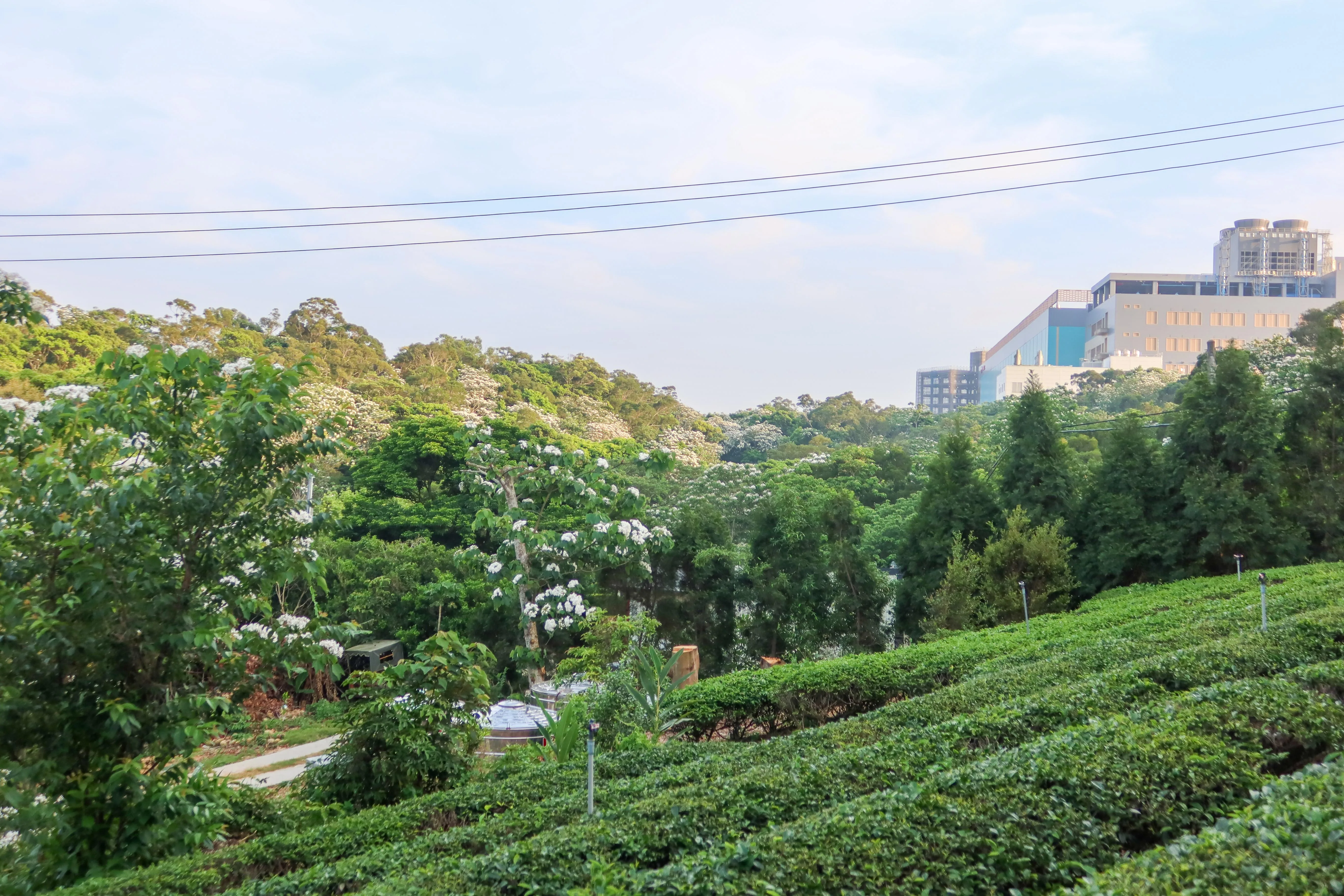銅科廠房與茶園、桐花景色相互輝映。何來美攝