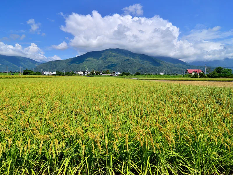 客家美食中各類米食種類豐富，花蓮吉安以奇萊山純淨水源孕育的「吉安米」享負盛名。翻攝自花蓮縣吉安鄉公所官網