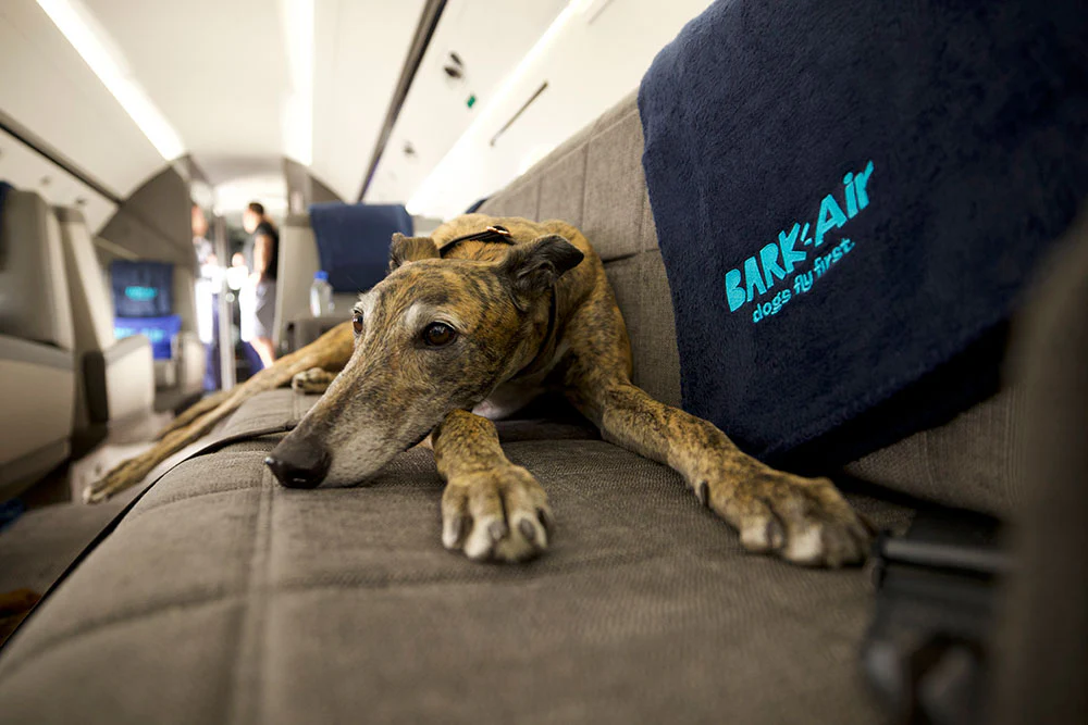狗狗愜意搭乘飛機。翻攝自BARK Air官網