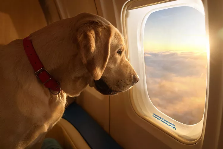 狗狗欣賞飛機外的天空景色。翻攝自BARK Air官網