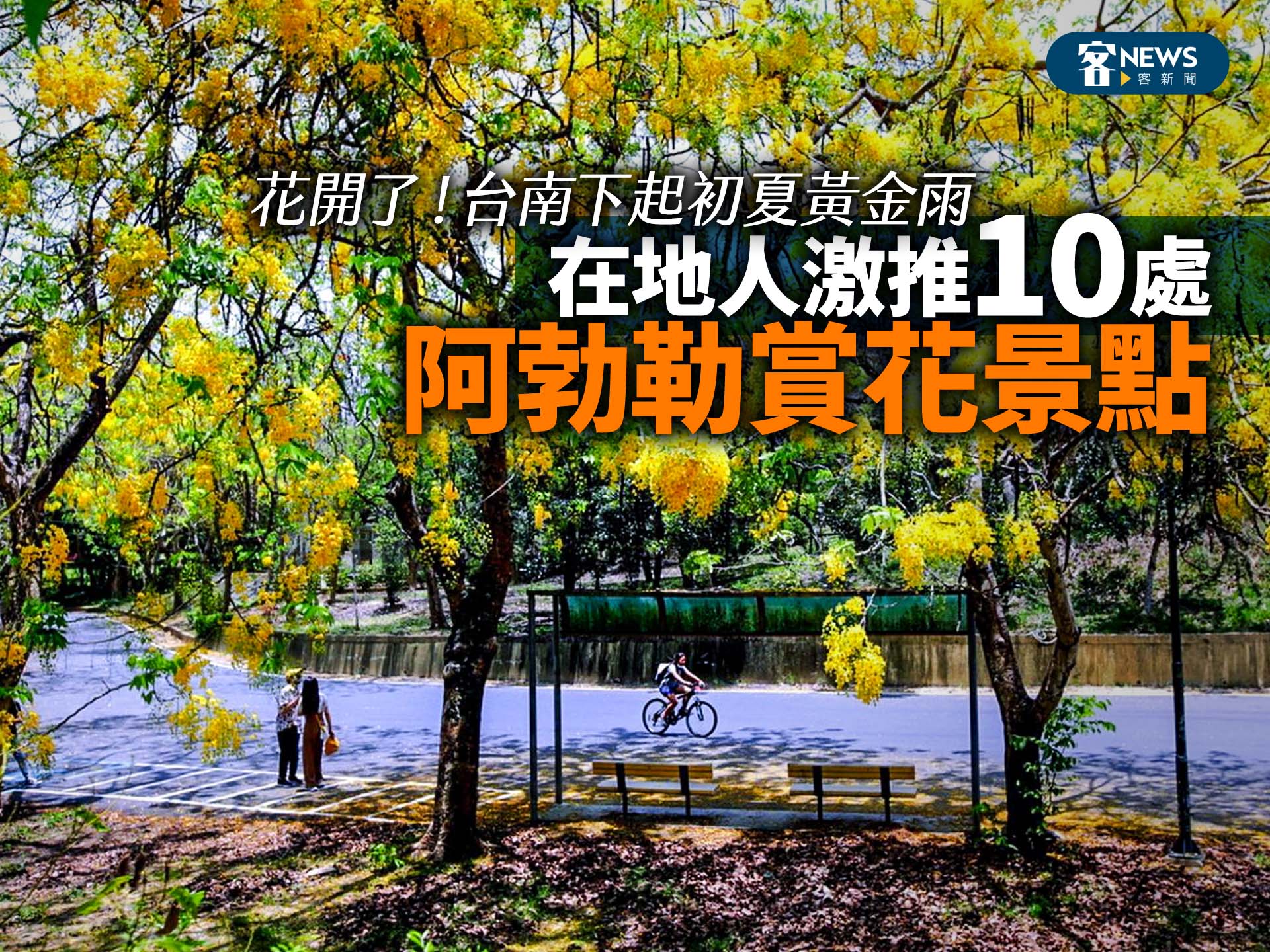 花開了！台南下起初夏黃金雨　在地人激推10處阿勃勒賞花景點