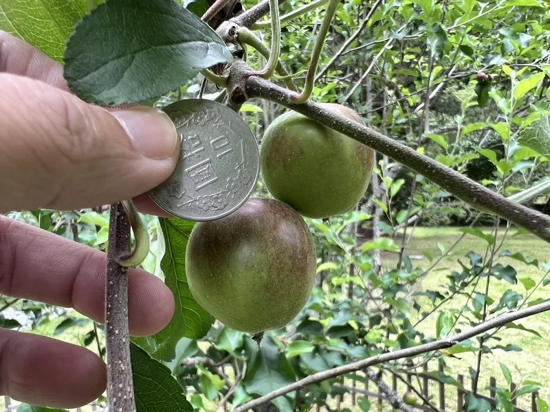武陵農場內種植的牛頓蘋果樹開花結果，但因果實只有新台幣10元硬幣大小，主要作觀賞用。武陵農場提供